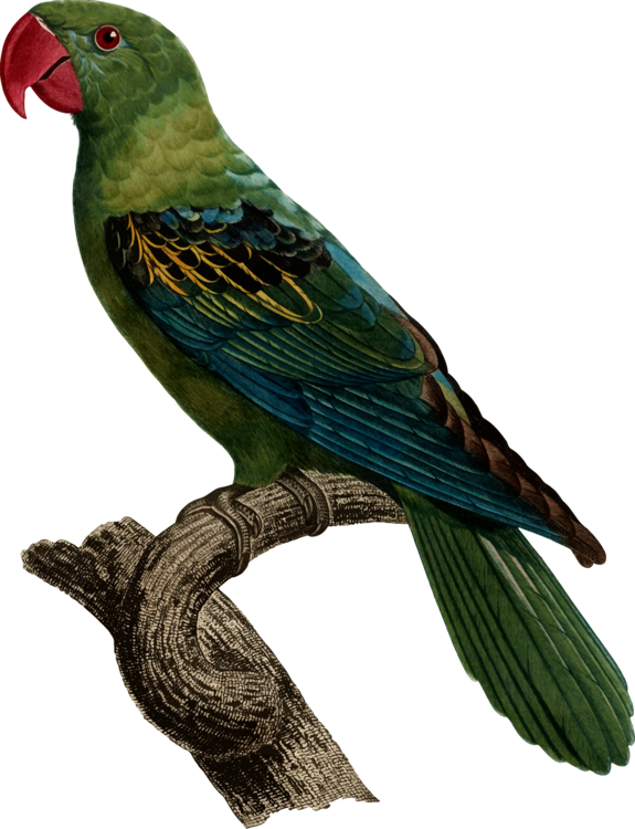 Bird Great Billed Parrot Blue Naped Parrot Vertebrate - Burung Betet Kelapa Paruh Besar (575x750), Png Download