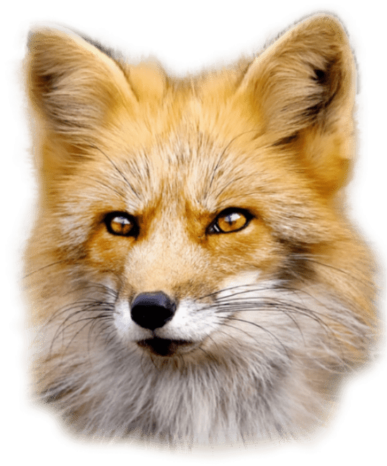 Fox - Fox Png (550x661), Png Download