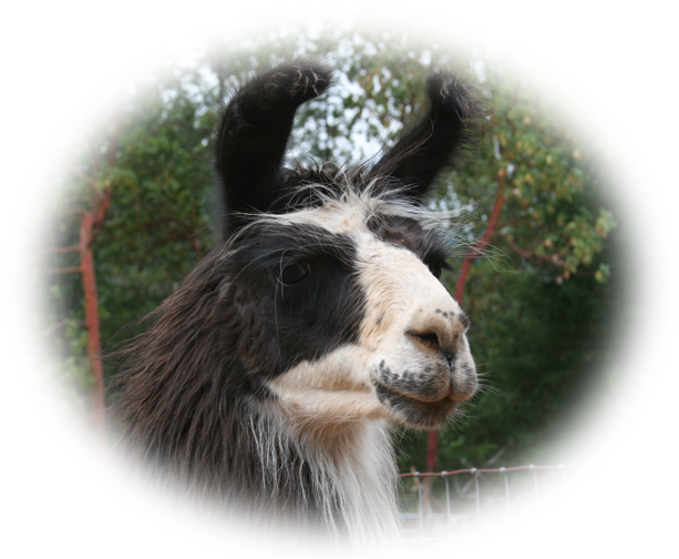Llama (666x516), Png Download