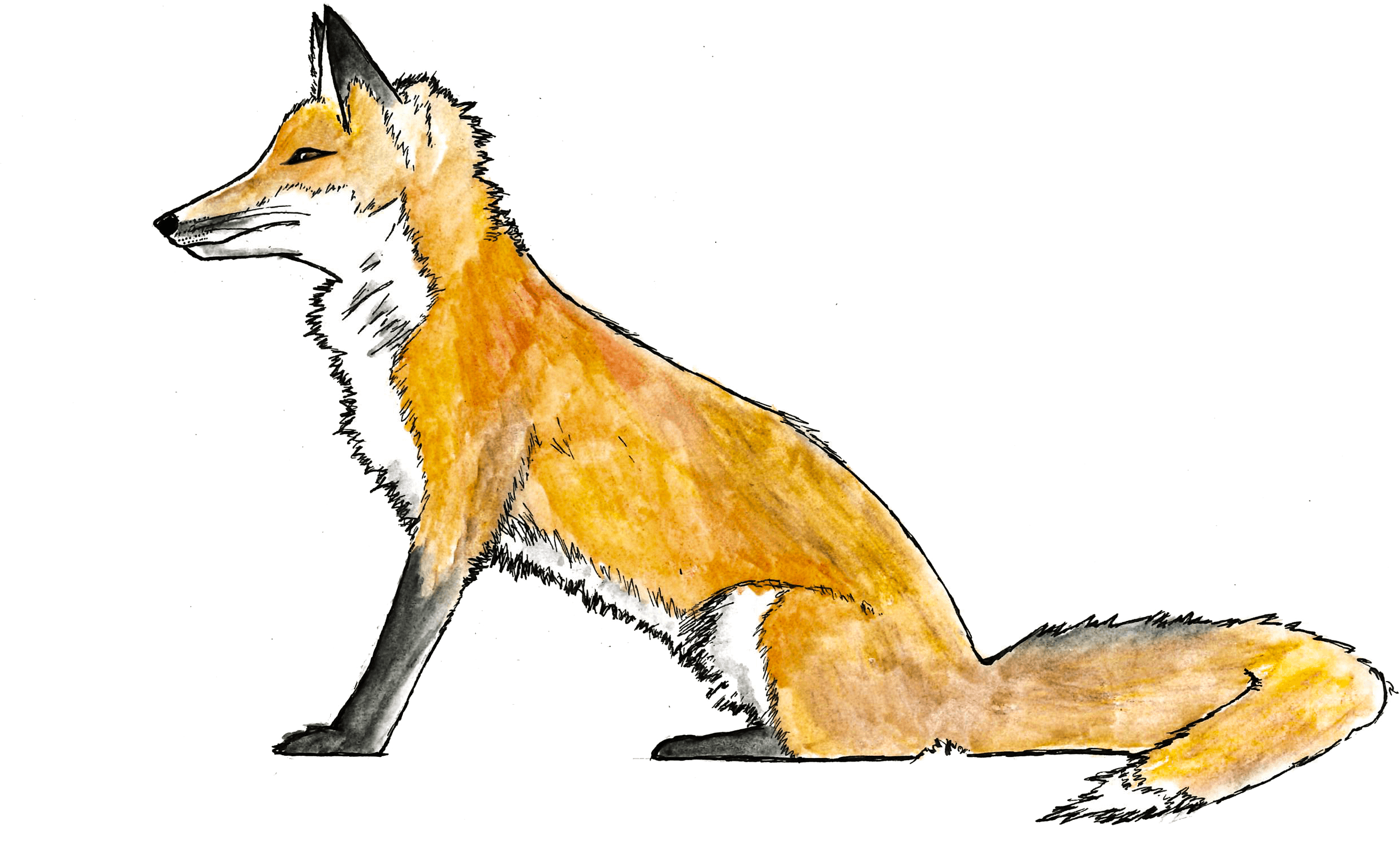 Call To Action - Red Fox (2673x1613), Png Download