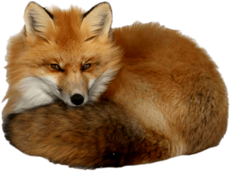 Free Png Fox Png Images Transparent - Red Fox With A Transparent Background (851x620), Png Download
