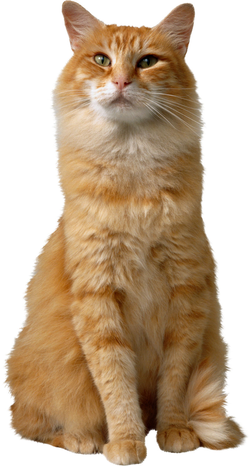 Cat Png, Download Png Image With Transparent Background, - Cat (800x1489), Png Download