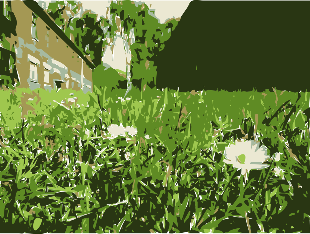 Computer Icons Flower Plants Lawn Shrub - Hymenocallis Speciosa (995x750), Png Download