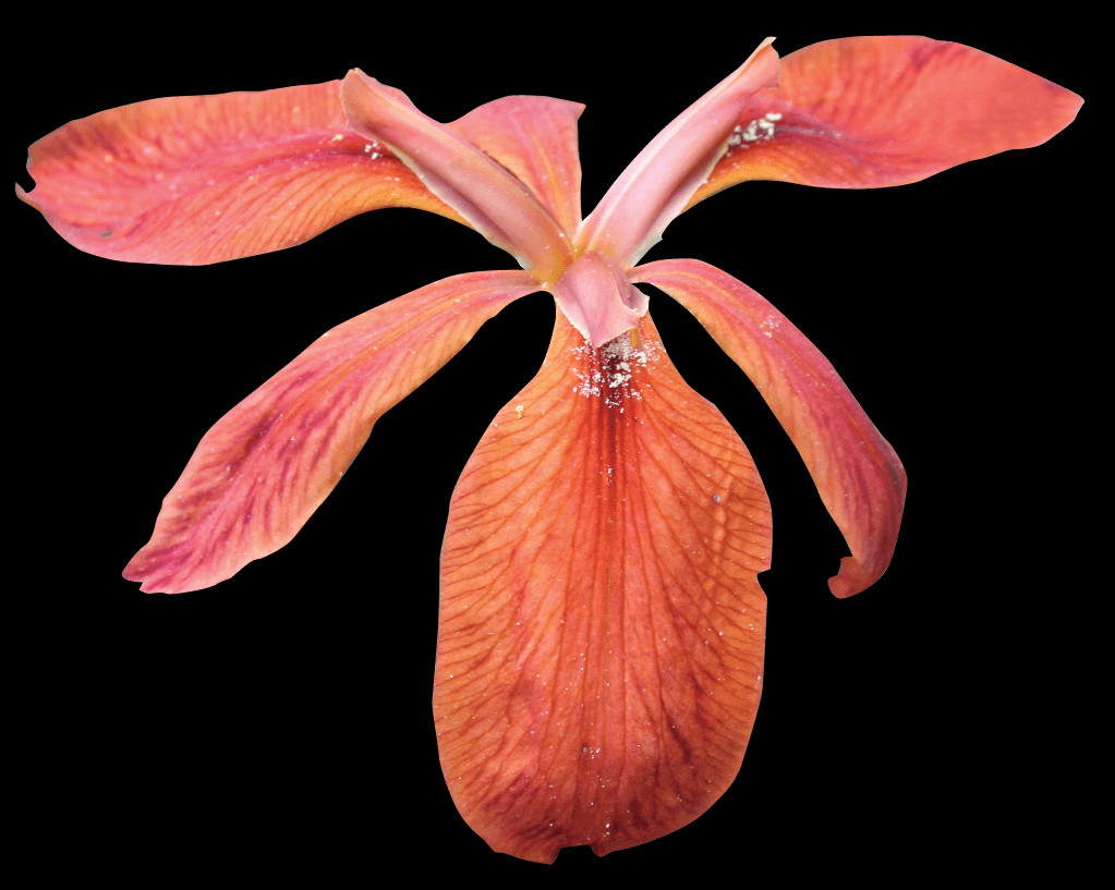 Did You Know - Iris (1023x817), Png Download