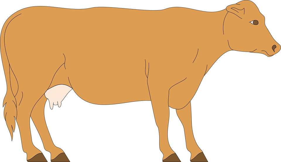 Cow Livestock Cattle - Clip Art Brown Cow (960x556), Png Download