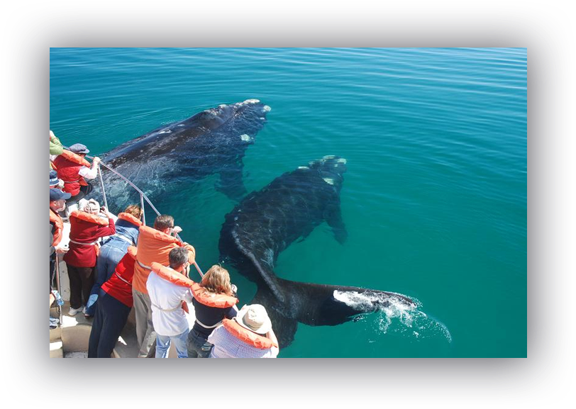 Walvissen Mauritius (822x587), Png Download