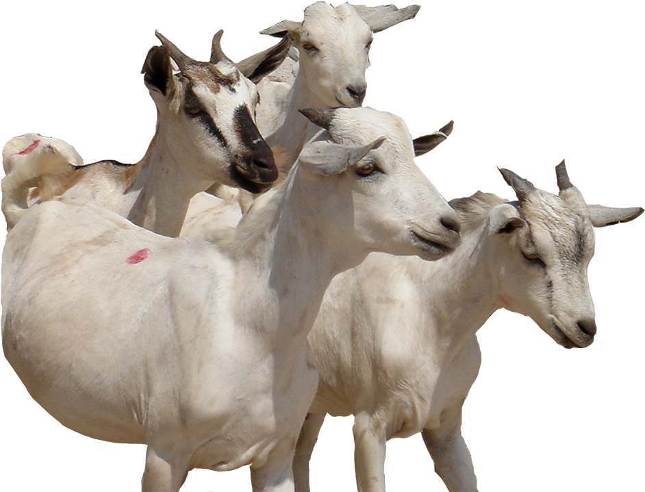 300 Swiss Francs E - Goat (998x750), Png Download