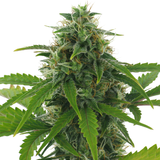 Fast Haze Auto Feminised By Ac Genetics Is A High Performing - Houseplant (675x675), Png Download