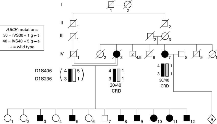 Pedigree Of The Rp Like/crd Like Family - Diagram (850x485), Png Download