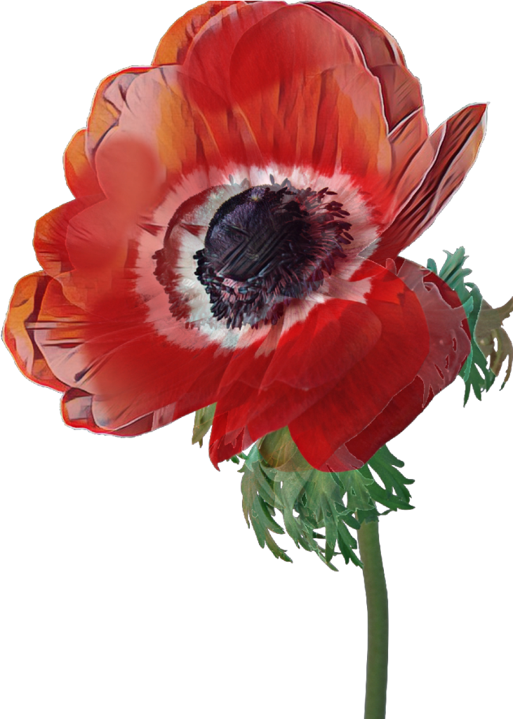 Poppy Sticker - Artificial Flower (1024x1024), Png Download