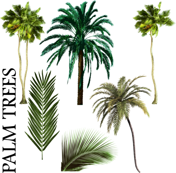 Palm Tree Vector Png Palmiye Ağacı Karışımı Psd, Vektör - Free Palm Tree Psd (610x600), Png Download