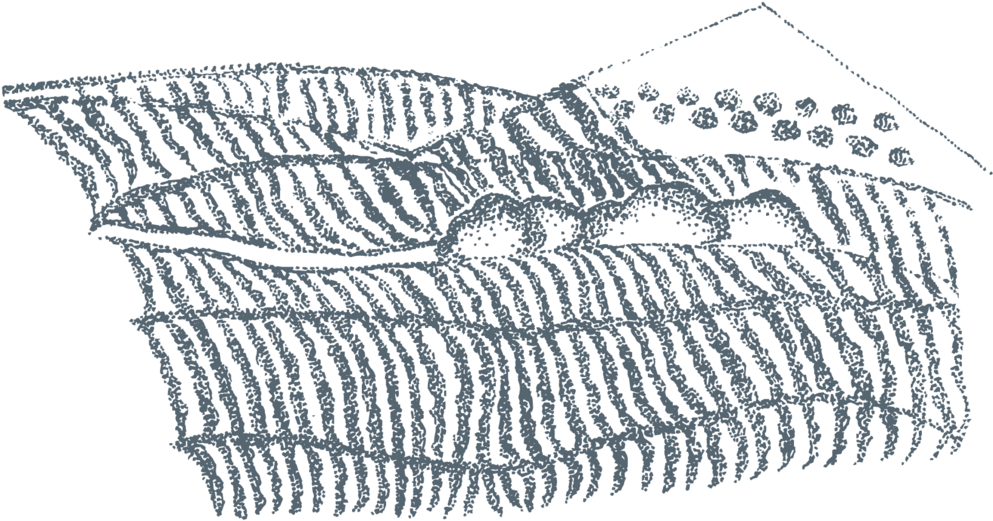 Vineyard Illustration Aw-01 - Sketch (1000x531), Png Download