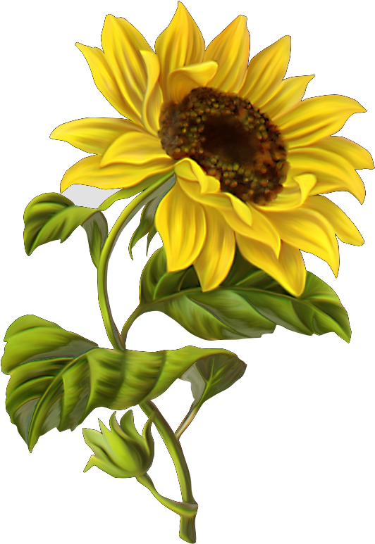 Publicado Por Mari Cruz Vg En - Sunflower Illustration (559x800), Png Download
