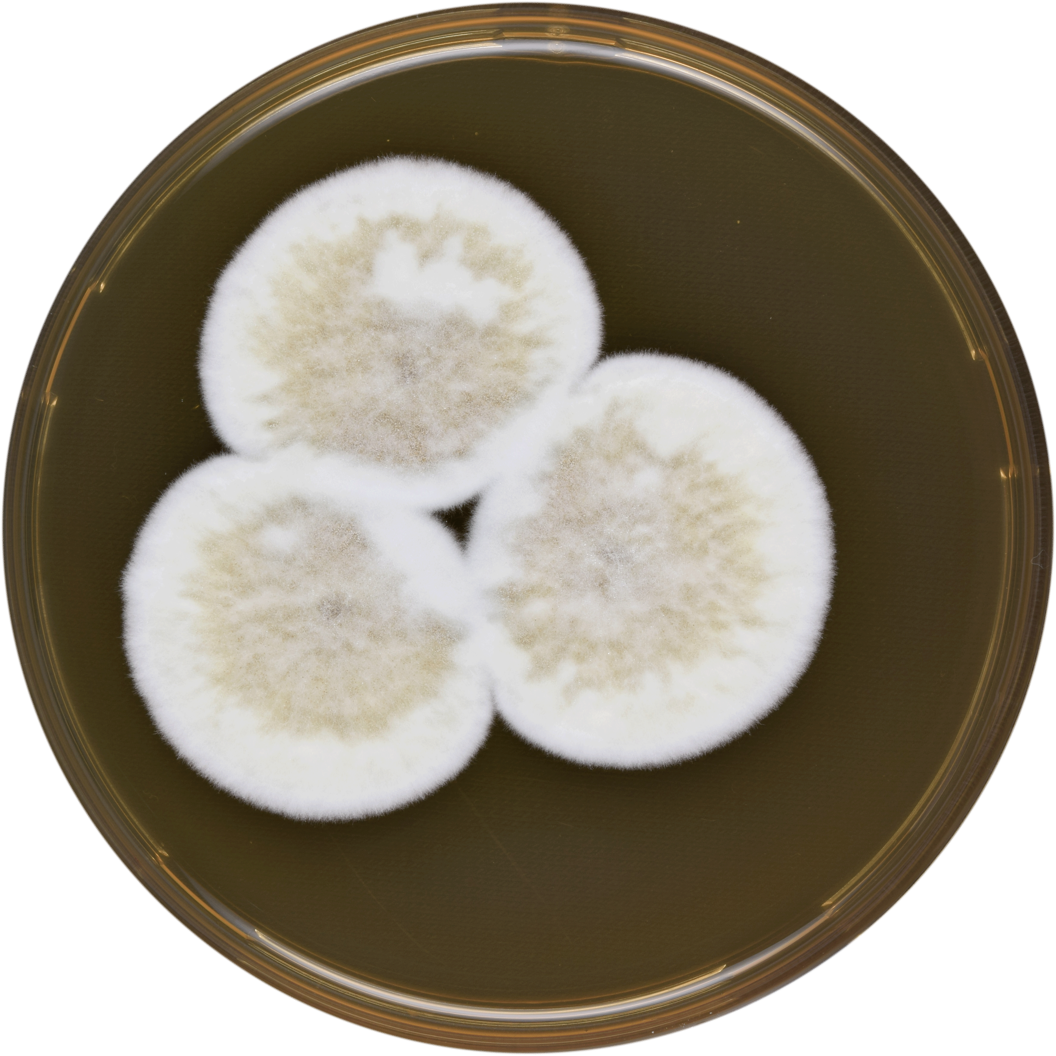 Aspergillus Conjunctus Meaox - Snow Skin Mooncake (3534x3534), Png Download