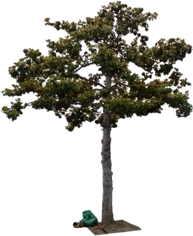 Street Tree Magnolia Grandiflora - Plane-tree Family (752x899), Png Download