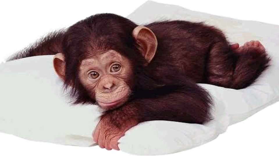 Baby Chimp - Real Baby Monkey Png (959x536), Png Download