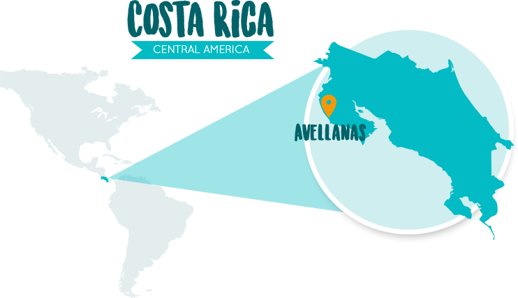Avellanas Is Surrounding With Beautiful Beaches Like - Costa Rica Coffee Growing Regions (742x428), Png Download