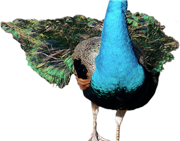 Peafowl Clipart Single Peacock Feather - Peafowl (640x480), Png Download