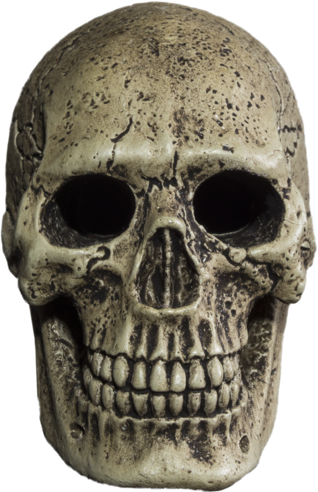 Skull Png - Skull (751x1064), Png Download