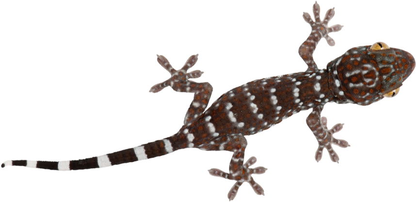 Report Abuse - Turkish Gecko (1024x765), Png Download