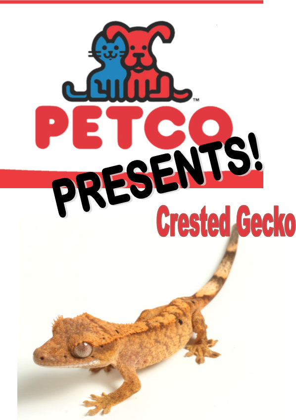 Crested Gecko - Petco (598x848), Png Download