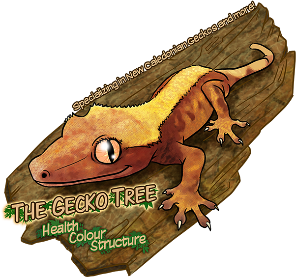 Health, Colour, Structure - Gecko (638x633), Png Download