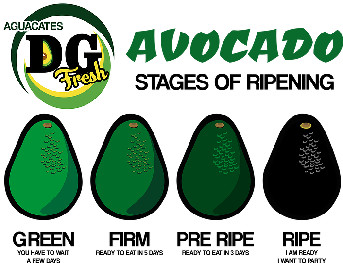 Stages Of Ripening // Etapa De Maduración (706x542), Png Download
