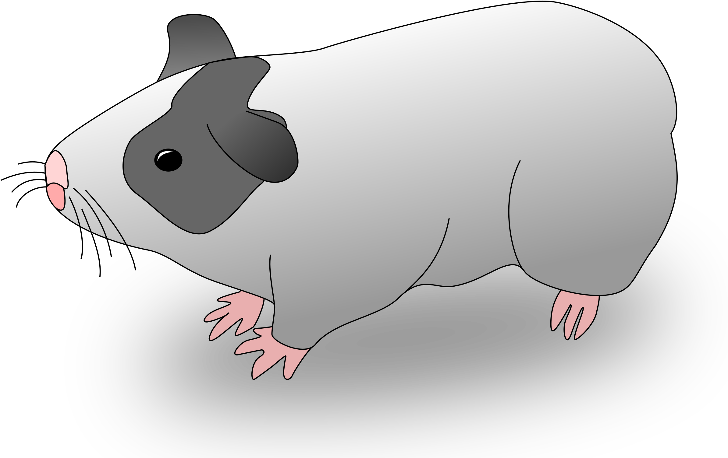 This Free Icons Png Design Of Cavia (2400x1548), Png Download