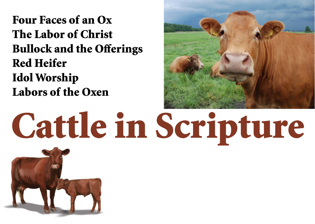 Sapi (1010x720), Png Download