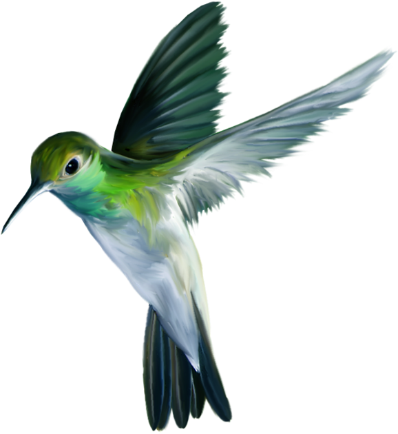 Hummingbird Wallpaper I Phone (798x800), Png Download