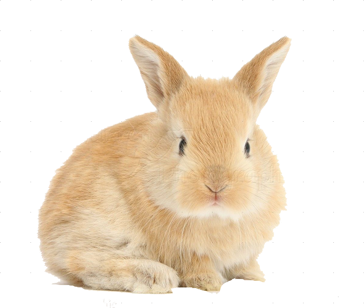 Rabbits With A White Background (1226x1069), Png Download