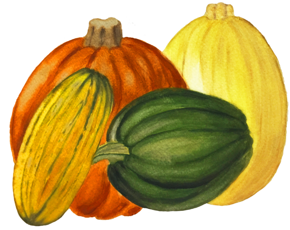 Winter Squash - Pumpkin (1000x941), Png Download