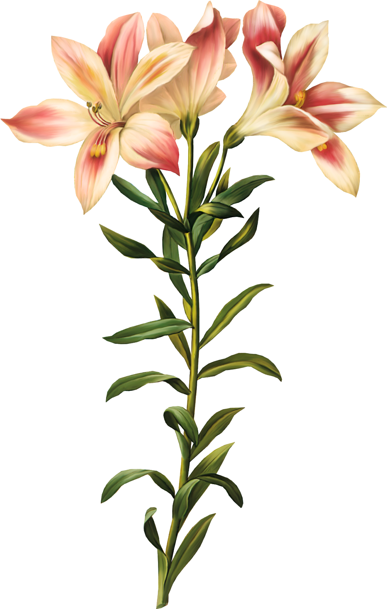 Graphic Library Stock Lily Of The Incas Printmaking - Peruvian Lily Botanical Drawing (1252x1971), Png Download