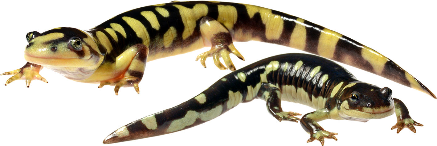 Multiscale Dynamics Of Hybridization Between A Threatened - Chinese Warty Newt (1507x567), Png Download