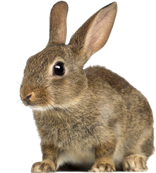 Oryctolagus Cuniculus (700x673), Png Download