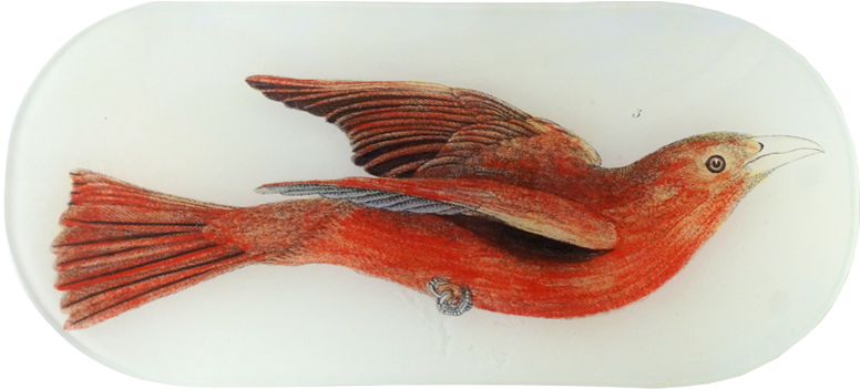 Canary (800x800), Png Download