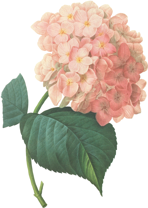 Buttercups Floral Design Provides Flowers And Decor - Hydrangea Flower Prints (600x849), Png Download