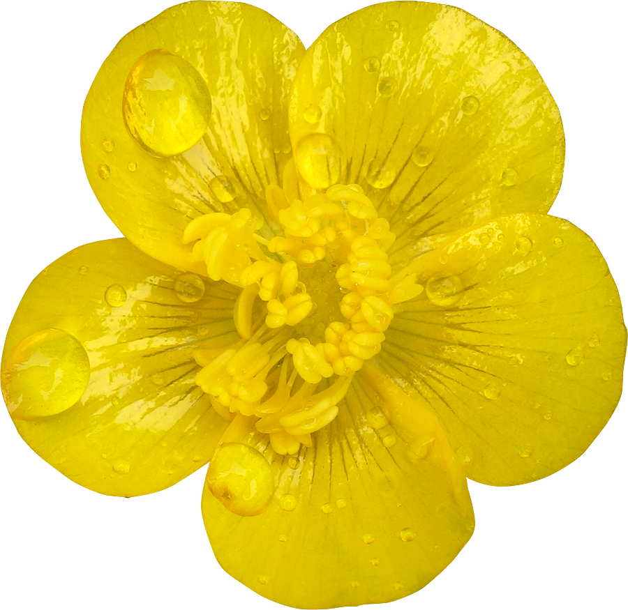 34 Photo Fleurs Deto - Buttercup (900x875), Png Download