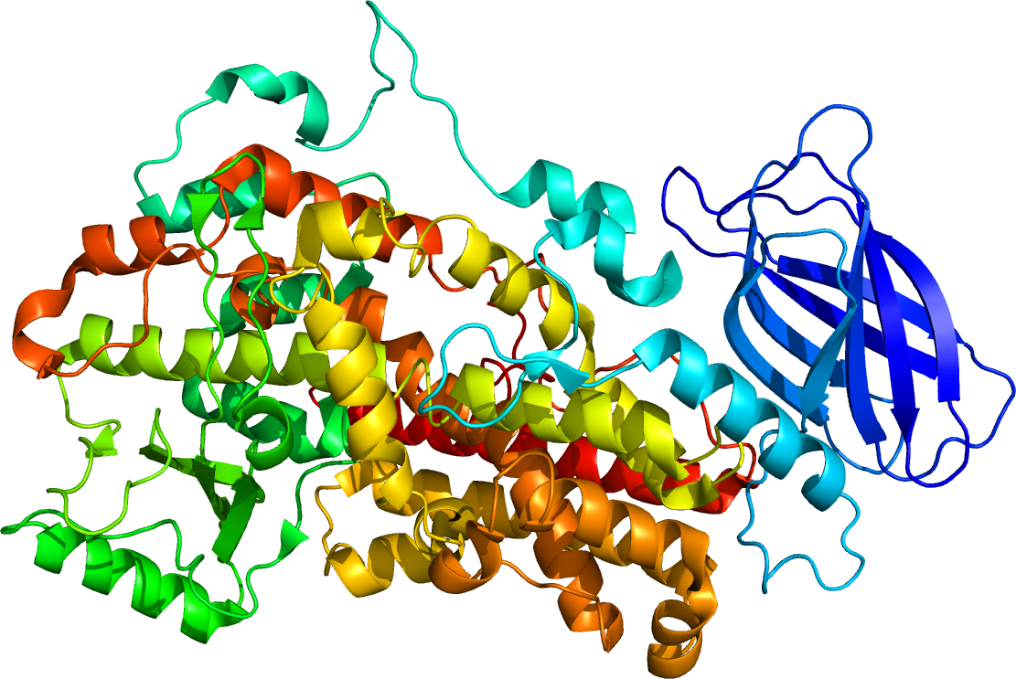 Protein Alox12 Pdb 2abu - 12 Lipoxygenase (1111x743), Png Download