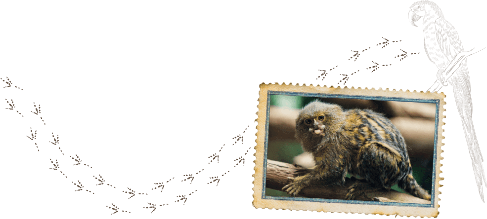 Macaque (985x444), Png Download