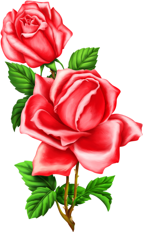 Roses,pink,roze,rosa, - Imagenes De Rosas Para Sublimaciones (496x800), Png Download