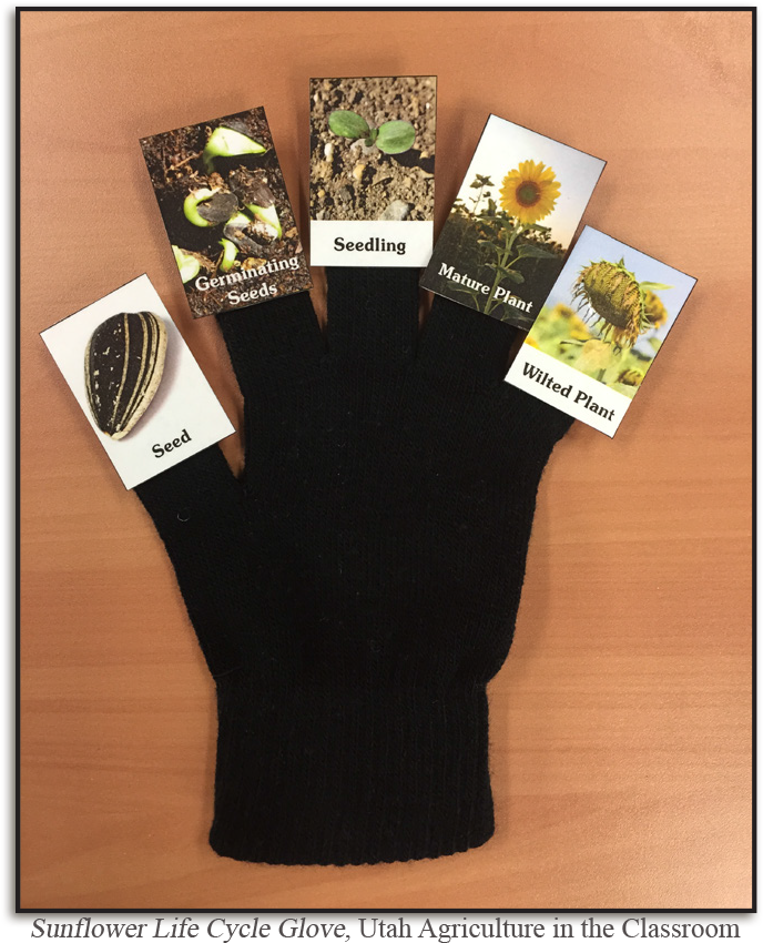 Sunflower Life Cycle Pdf (720x934), Png Download