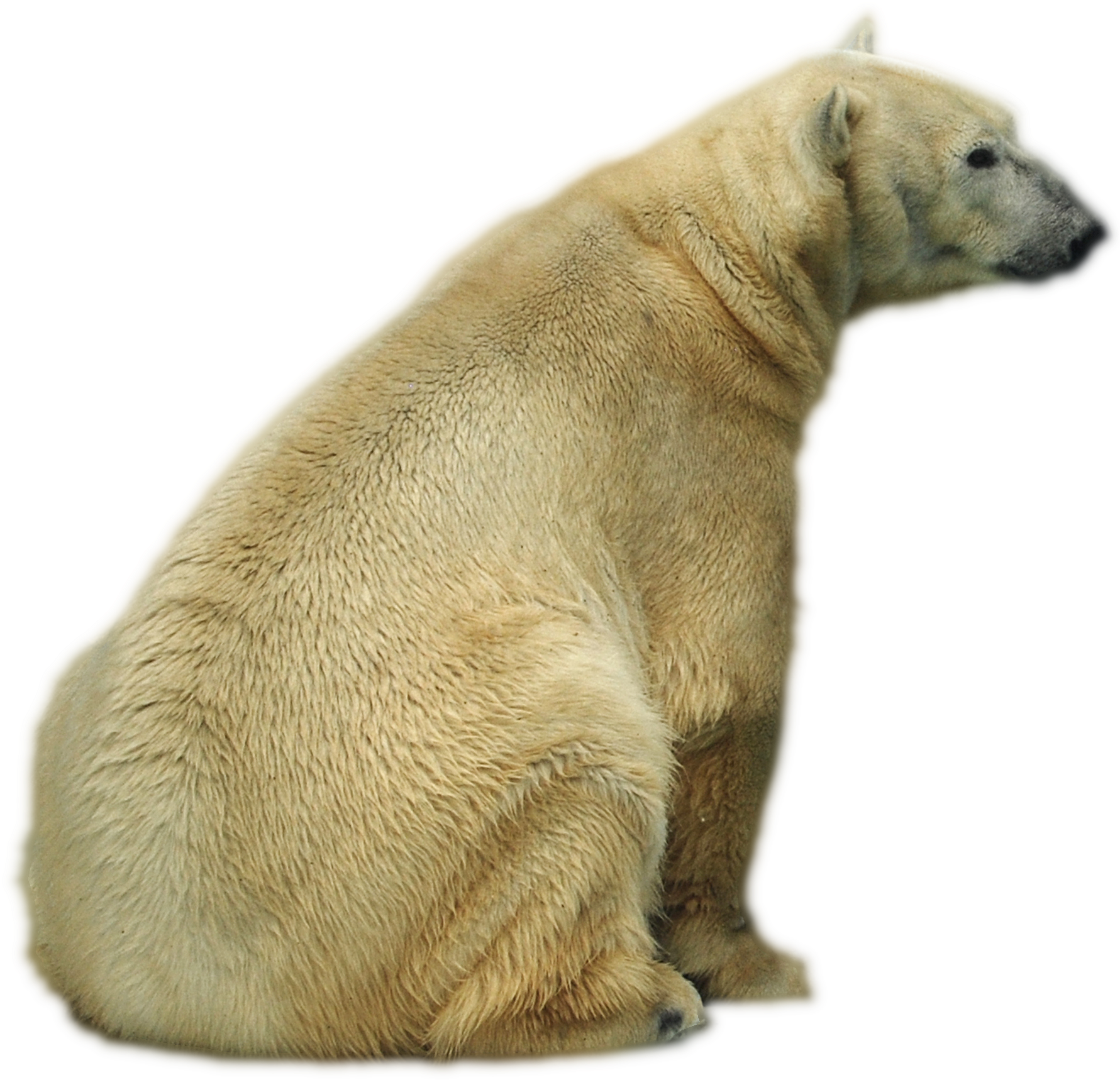 Oso Png - Polar Bear (1798x1748), Png Download