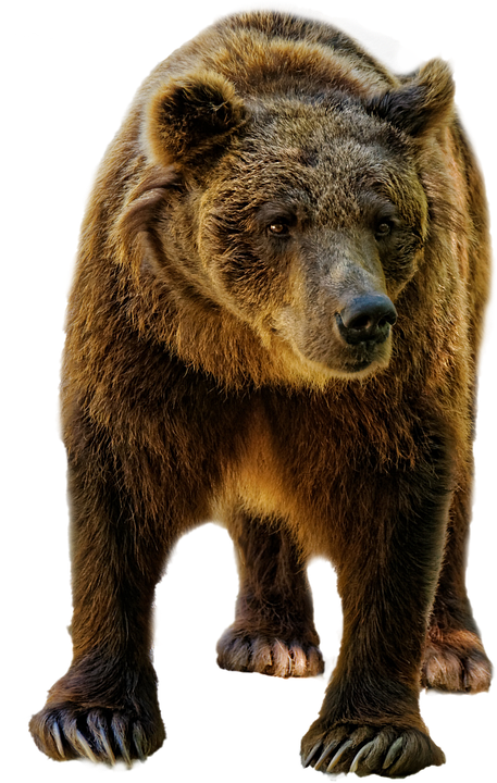 Oso Png - Картинка Медведя Без Фона (457x720), Png Download