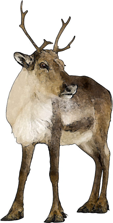 Caribou Clipart - Pink Reindeer (592x900), Png Download