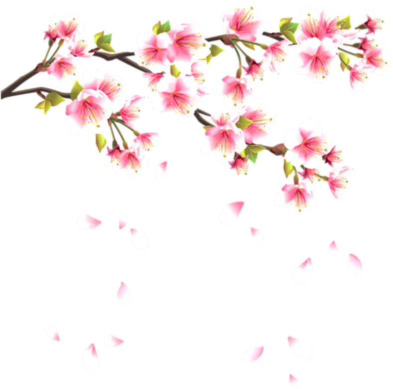 Flower Flowerpentals Pentals Pental Falling Pink - Japanese Cherry Blossom Png (1024x1024), Png Download