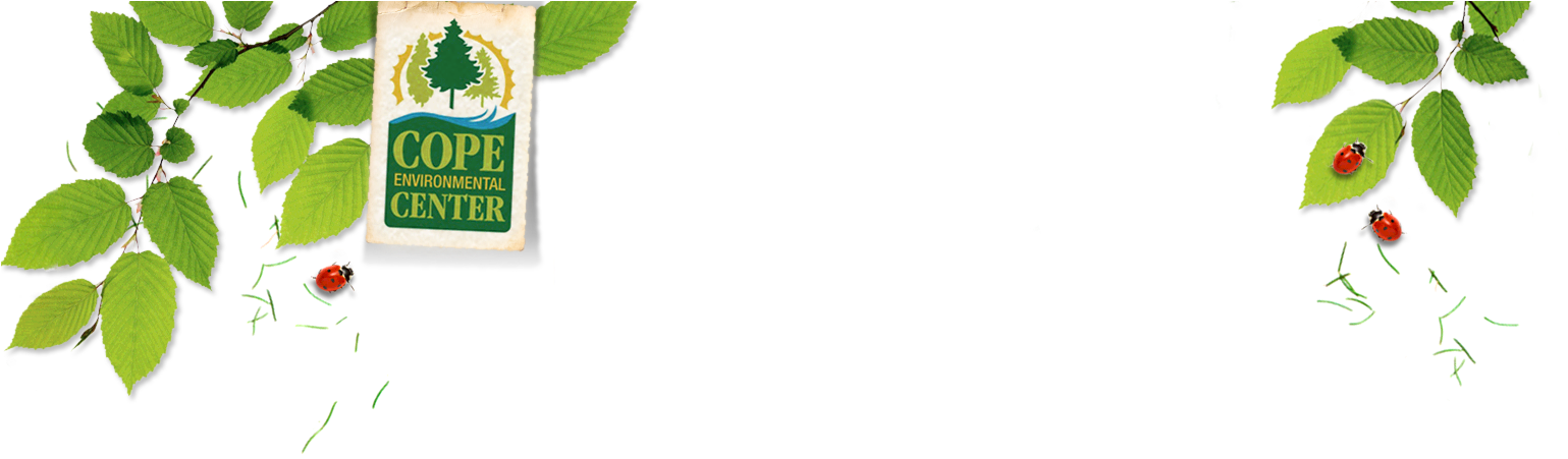 Leaves Inner - Houseplant (1701x457), Png Download