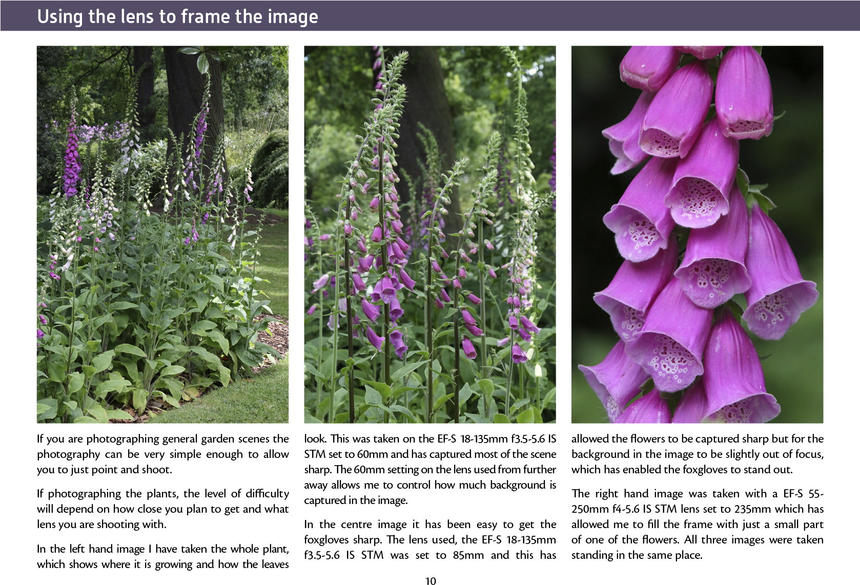 A Random Selection Of Pages From The Book Are Shown - Digitalis (1677x1240), Png Download