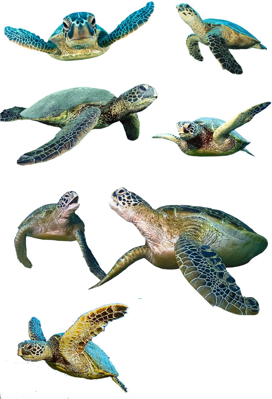 Turtle,isolated,water Turtle,panzer,tortoise Shell,animal,reptile, (870x1280), Png Download