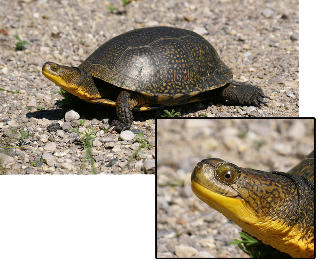 Turtle Smiling - Blanding's Turtle Turtles Ontario (640x525), Png Download